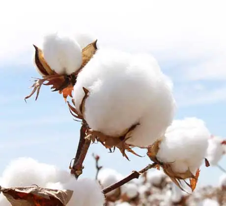 Organic cotton